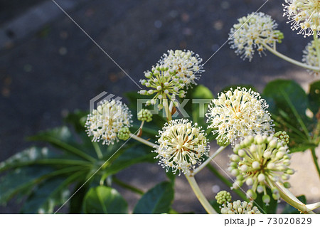 ヤツデの花 ヤツデの花 73020829