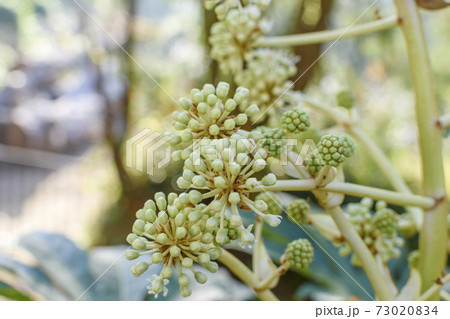 ヤツデの蕾 73020834