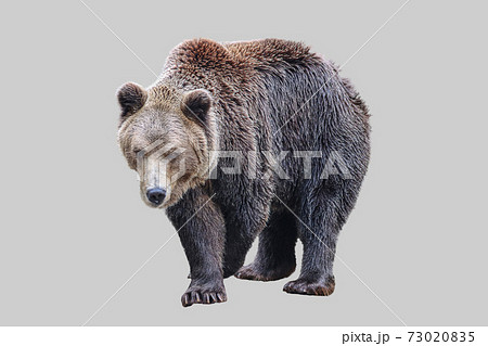 Male beast bear on an isolated background. 73020835