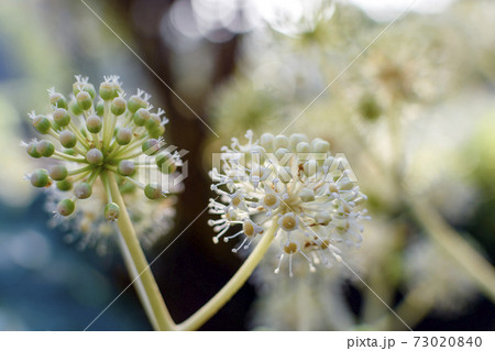 ヤツデの花 ヤツデの花 73020840
