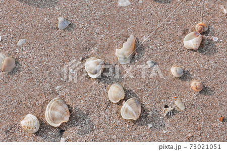 Shells on the beach Shells on the beach 73021051