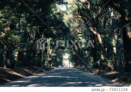明治神宮 誰もいない参拝路 明治神宮 誰もいない参拝路 73021126