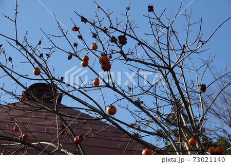 古民家と柿 73021140