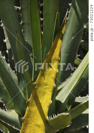 Agave yellow leaf Agave yellow leaf 73021224