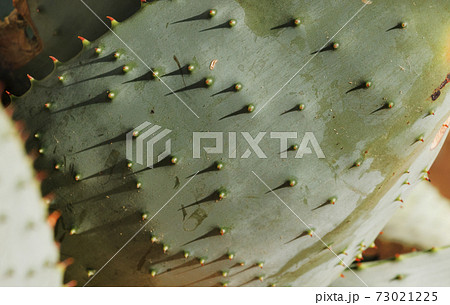 Aloe ferox leaf surface Aloe ferox leaf surface 73021225