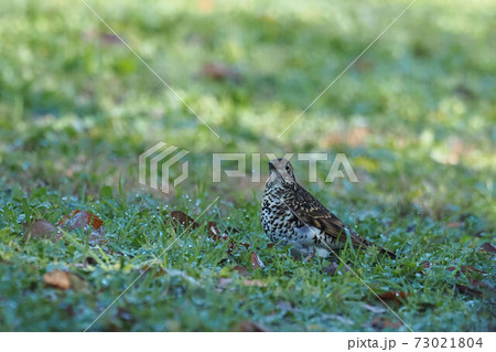 草原で採餌するトラツグミ 草原で採餌するトラツグミ 73021804