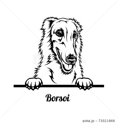 Peeking Dog - Borzoi breed - head isolated on white Peeking Dog - Borzoi breed - head isolated on white 73021866
