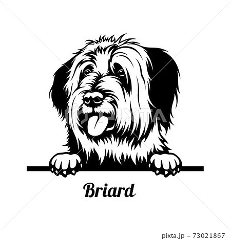 Peeking Dog - Briard breed - head isolated on white Peeking Dog - Briard breed - head isolated on white 73021867