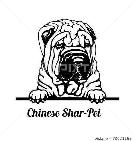 Peeking Dog - Chinese Shar-Pei breed - head isolated on white 73021868