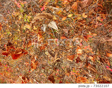 植え込みに散った枯れ葉と紅葉のドウダンツツジ 73022107