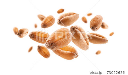Wheat grains levitate on a white background 73022626