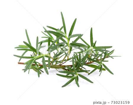 Rosemary isolated on white background Rosemary isolated on white background 73023159