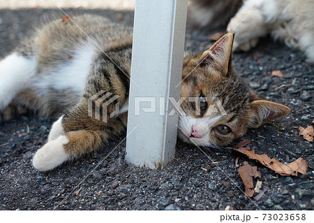 11月月中旬 朝日を浴びて猫的に暑いのか車の陰で親離れまでの残り僅かな時を過ごす野良猫の子猫の写真素材