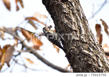 コゲラ201229am11:51 コゲラ201229am11:51 73023756
