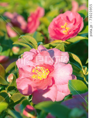 美しいサザンカ(山茶花)(自然質感) 美しいサザンカ(山茶花)(自然質感) 73023955