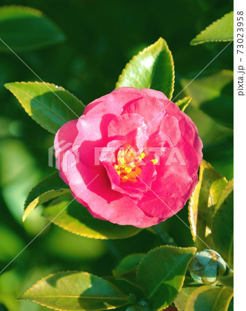 美しいサザンカ(山茶花)(自然質感) 美しいサザンカ(山茶花)(自然質感) 73023958
