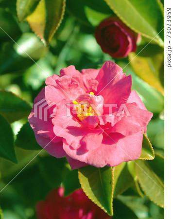 美しいサザンカ(山茶花)(自然質感) 美しいサザンカ(山茶花)(自然質感) 73023959