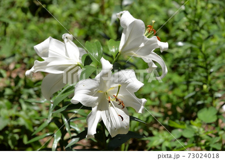 ところざわのゆり園 ところざわのゆり園 73024018