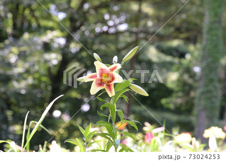 ところざわのゆり園 ところざわのゆり園 73024253