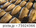 Dried Gourami 73024366