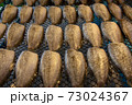 Dried Gourami 73024367