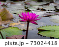 pink lotus 73024418