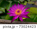 pink lotus 73024423