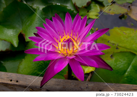 pink lotus 73024423