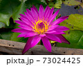 pink lotus 73024425