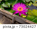 pink lotus 73024427