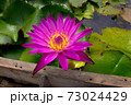 pink lotus 73024429