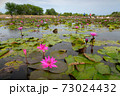 pink lotus 73024432