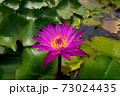 pink lotus 73024435
