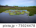 Victoria waterlily 73024478