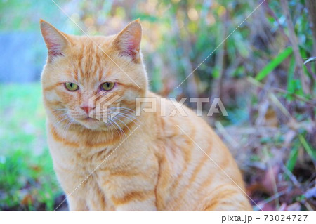 猫 73024727