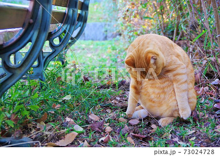 グルーミングをする猫 73024728