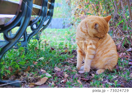 毛づくろいをする猫 73024729