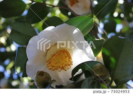 ＊　ツバキ　＊　椿　＊　つばき　＊　THUBAKI　＊　 73024953