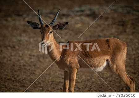 Close-up of male common impala in sunshine Close-up of male common impala in sunshine 73025010