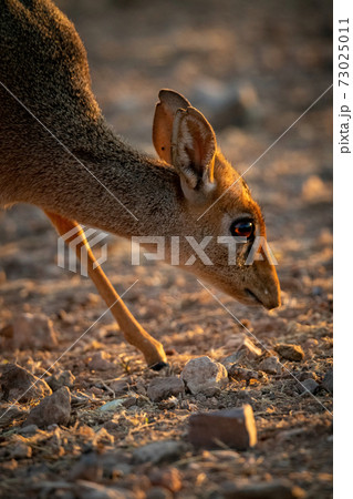 Close-up of Kirk dik-dik head and leg Close-up of Kirk dik-dik head and leg 73025011