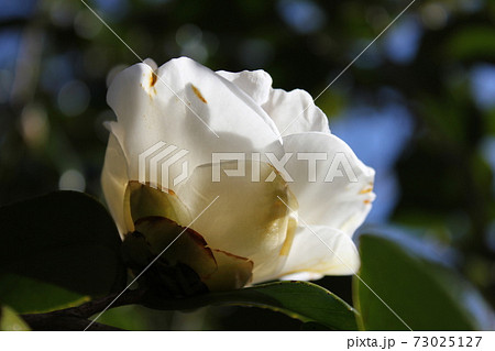 ＊　ツバキ　＊　椿　＊　つばき　＊　THUBAKI　＊　 73025127