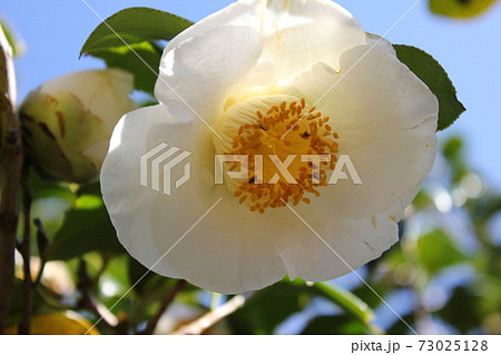 ＊　ツバキ　＊　椿　＊　つばき　＊　THUBAKI　＊　 73025128