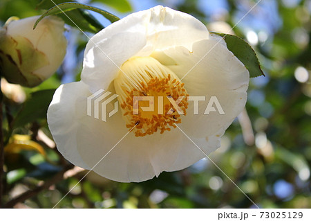 * ツバキ * 椿 * つばき * THUBAKI * * ツバキ * 椿 * つばき * THUBAKI * 73025129