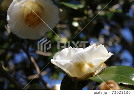 ＊　ツバキ　＊　椿　＊　つばき　＊　THUBAKI　＊　 73025130