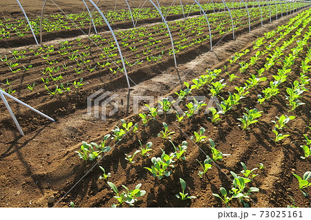 朝日の当たる秋のほうれん草畑風景の写真素材