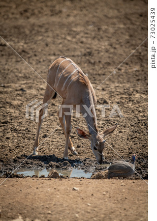 Female greater kudu drinking from muddy waterhole 73025439
