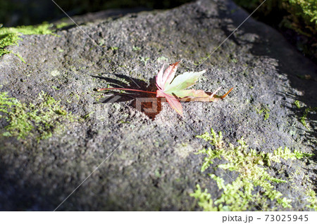 松山庭園美術館　石の上に紅葉 73025945