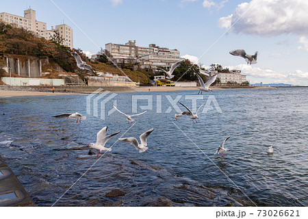 カモメ舞う三谷温泉 愛知県蒲郡市 カモメ舞う三谷温泉 愛知県蒲郡市 73026621