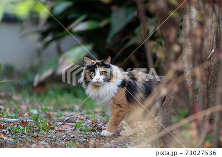 ふわふわな三毛猫の写真素材