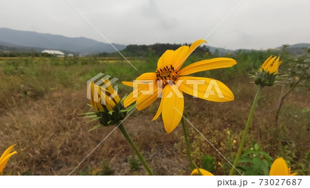 花 緑 緑色 73027687